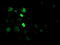 Cryptochrome Circadian Regulator 2 antibody, TA502905, Origene, Immunofluorescence image 