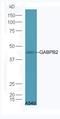 FtsJ RNA 2'-O-Methyltransferase 1 antibody, orb156961, Biorbyt, Western Blot image 