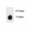 Inhibitor Of Nuclear Factor Kappa B Kinase Subunit Beta antibody, F48824-0.4ML, NSJ Bioreagents, Dot Blot image 