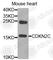 Cyclin Dependent Kinase Inhibitor 2C antibody, A2042, ABclonal Technology, Western Blot image 