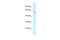 Clathrin Interactor 1 antibody, A06181, Boster Biological Technology, Western Blot image 