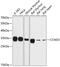 Cyclin D3 antibody, 14-730, ProSci, Western Blot image 