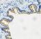 Aldose reductase antibody, FNab00261, FineTest, Immunohistochemistry frozen image 