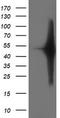 Histone-lysine N-methyltransferase SETD7 antibody, CF503322, Origene, Western Blot image 