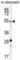 Histone-lysine N-methyltransferase SUV420H2 antibody, abx026588, Abbexa, Western Blot image 