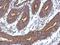 Cilia And Flagella Associated Protein 100 antibody, NBP2-15748, Novus Biologicals, Immunohistochemistry paraffin image 