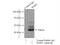 Cellular Communication Network Factor 4 antibody, 18166-1-AP, Proteintech Group, Immunoprecipitation image 