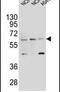 Leukocyte Immunoglobulin Like Receptor A2 antibody, PA5-23966, Invitrogen Antibodies, Western Blot image 
