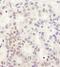 DEAH-Box Helicase 38 antibody, NB110-40583, Novus Biologicals, Immunohistochemistry frozen image 
