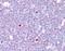 Calcium/Calmodulin Dependent Protein Kinase IV antibody, orb96005, Biorbyt, Immunohistochemistry paraffin image 
