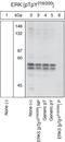Mitogen-Activated Protein Kinase 7 antibody, GTX25686, GeneTex, Western Blot image 