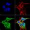 Fibroblast Growth Factor 13 antibody, MA5-27705, Invitrogen Antibodies, Immunofluorescence image 
