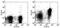 Signaling Lymphocytic Activation Molecule Family Member 1 antibody, 13-1501-82, Invitrogen Antibodies, Flow Cytometry image 