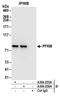 Phosphofructokinase, Muscle antibody, A304-256A, Bethyl Labs, Immunoprecipitation image 
