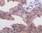 Alpha-Methylacyl-CoA Racemase antibody, 32-107, ProSci, Immunohistochemistry paraffin image 