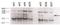 Terminal uridylyltransferase 4 antibody, NBP2-27539, Novus Biologicals, Western Blot image 