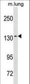 SEC31 Homolog A, COPII Coat Complex Component antibody, LS-C156039, Lifespan Biosciences, Western Blot image 