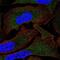 Mov10 RISC Complex RNA Helicase antibody, NBP2-55081, Novus Biologicals, Immunofluorescence image 