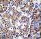 SET And MYND Domain Containing 4 antibody, LS-C161333, Lifespan Biosciences, Immunohistochemistry frozen image 