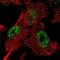 KIAA1257 antibody, NBP2-14154, Novus Biologicals, Immunofluorescence image 