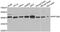 Nuclear inhibitor of protein phosphatase 1 antibody, A05396-1, Boster Biological Technology, Western Blot image 