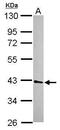 Ubiquitin Recognition Factor In ER Associated Degradation 1 antibody, GTX118138, GeneTex, Western Blot image 