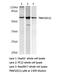 TNF receptor-associated factor 2 antibody, LS-C191905, Lifespan Biosciences, Western Blot image 