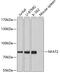 Nuclear Factor Of Activated T Cells 1 antibody, 16-027, ProSci, Western Blot image 