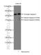 Caspase 9 antibody, 10380-1-AP, Proteintech Group, Western Blot image 