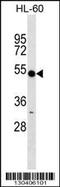 Ring Finger Protein 14 antibody, 59-350, ProSci, Western Blot image 