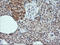 Kallikrein Related Peptidase 8 antibody, LS-C174716, Lifespan Biosciences, Immunohistochemistry frozen image 