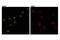 B-cell lymphoma 6 protein antibody, 14895S, Cell Signaling Technology, Immunofluorescence image 