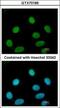 Flap Structure-Specific Endonuclease 1 antibody, GTX70185, GeneTex, Immunofluorescence image 