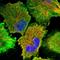 Codanin-1 antibody, HPA039404, Atlas Antibodies, Immunofluorescence image 