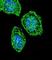 Eukaryotic Translation Initiation Factor 2 Subunit Alpha antibody, abx027407, Abbexa, Western Blot image 