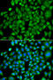 N(Alpha)-Acetyltransferase 50, NatE Catalytic Subunit antibody, 19-519, ProSci, Immunofluorescence image 