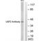Upstream Transcription Factor 2, C-Fos Interacting antibody, PA5-49756, Invitrogen Antibodies, Western Blot image 