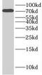 Integrator Complex Subunit 9 antibody, FNab04366, FineTest, Western Blot image 