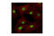 Chromobox 5 antibody, 2616S, Cell Signaling Technology, Immunocytochemistry image 