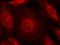 Catenin Alpha 3 antibody, orb14993, Biorbyt, Immunofluorescence image 