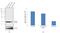 Rho GDP Dissociation Inhibitor Alpha antibody, 51-1000Z, Invitrogen Antibodies, Western Blot image 