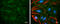 Paxillin antibody, GTX633678, GeneTex, Immunofluorescence image 