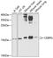 CCAAT Enhancer Binding Protein Gamma antibody, 22-831, ProSci, Western Blot image 