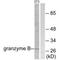 Granzyme B antibody, A00353, Boster Biological Technology, Western Blot image 