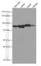 Calcium Release Activated Channel Regulator 2A antibody, 66787-1-Ig, Proteintech Group, Western Blot image 