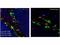 p21 antibody, M00145, Boster Biological Technology, Immunohistochemistry frozen image 