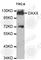 Death Domain Associated Protein antibody, A0186, ABclonal Technology, Western Blot image 