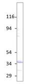 Aquaporin 6 antibody, GTX47918, GeneTex, Western Blot image 