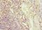 Granulin Precursor antibody, LS-C375856, Lifespan Biosciences, Immunohistochemistry frozen image 
