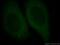 WD Repeat Domain 6 antibody, 20508-1-AP, Proteintech Group, Immunofluorescence image 
